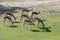 A herd of grazing springboks