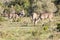 Herd of Greater Kudu cows, Tragelaphus strepsiceros, grazing, Addo Elephant National Park, Eastern Cape, South Africa