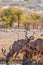 A herd of greater kudu Tragelaphus strepsiceros drinking at a waterhole, Ongava Private Game Reserve  neighbour of Etosha, Nam