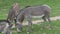 Herd of The Grevy`s zebra Equus grevyi grazing on green grass