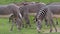 Herd of The Grevy`s zebra Equus grevyi grazing on green grass