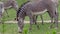 Herd of The Grevy`s zebra Equus grevyi grazing on green grass