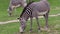 Herd of The Grevy`s zebra Equus grevyi grazing on green grass