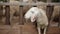 A herd of a group of cute young sheep in a paddock on a farm behind a wooden corral stand and eat fresh grass