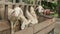 A herd of a group of cute young sheep in a paddock on a farm behind a wooden corral stand and eat fresh grass