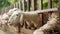 A herd of a group of cute young sheep in a paddock on a farm behind a wooden corral stand and eat fresh grass