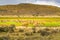 Herd of Guanaco grazing in the green pasture at Torres del Paine National Park