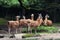 Herd of Guanaco llamas (Lama guanicoe)