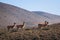 Herd of guanacos Lama guanicoe spotted in the steppes of Villavicencio natural reserve, in Mendoza, Argentina