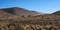 Herd of guanacos Lama guanicoe spotted in the steppes of Villavicencio natural reserve, in Mendoza, Argentina