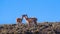 Herd of guanacos Lama guanicoe spotted in the steppes of Villavicencio natural reserve, in Mendoza, Argentina