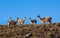 Herd of guanacos Lama guanicoe spotted in the steppes of Villavicencio natural reserve, in Mendoza, Argentina