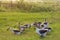 Herd of guinea gooses is grazed on a green meadow