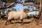 A herd of Haether Sheep grazing at the Drenthse AA area, near the Town of Zeegse, at the moorlands, in the North of the