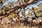 A herd of Haether Sheep grazing at the Drenthse AA area, near the Town of Zeegse, at the moorlands, in the North of the