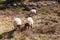 A herd of Haether Sheep grazing at the Drenthse AA area, near the Town of Zeegse, at the moorlands, in the North of the