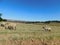 A herd of Hampshire ewe sheep walking and grazing in a hayfield on a sunny day