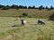 A herd of Hampshire ewe sheep walking and grazing in a hayfield on a sunny day