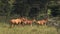 A Herd Of Hartebeest Walking Solemnly In The Grassland In El Karama Lodge In Kenya. -wide