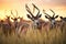 a herd of hartebeests against sunset backdrop