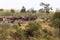 Herd of herbivores on the high bank. Masai Mara, Kenya