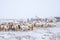 Herd of herbivorous animals in snowy prairie