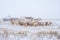 Herd of herbivorous animals in snowy prairie