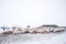 Herd of herbivorous animals in snowy prairie