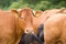 Herd of Hereford beef cattle. Livestock in a field on a UK farm