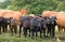 Herd of Hereford beef cattle. Livestock in a field on a UK farm