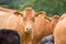 Herd of Hereford beef cattle. Livestock in a field on a UK farm