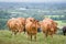 Herd of Hereford beef cattle. Livestock in a field on a UK farm