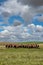 A herd of Hereford cattle grazing under a prairie sky in a Saskatchewan pasture