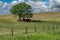 A herd of Hereford cattle resting in the shade of a tree in a pasture