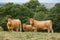 Herd of Hereford cows, beef cattle on farm, UK