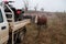 Herd of hereford cows standing behind the farm car