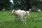 Herd. Hereford cross cattle