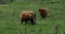 Herd of highland cattle