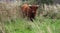 Herd of Highland cattle grazing on meadow