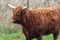 Herd of Highland cattle grazing on meadow