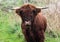 Herd of Highland cattle grazing on meadow