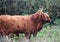 Herd of Highland cattle grazing on meadow