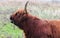 Herd of Highland cattle grazing on meadow