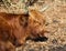 Herd of Highland cattle grazing on meadow