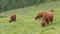 Herd of Highland cattle, an old Scottish breed of cattle, characterized by long horns and a shaggy coat, grazing in Alps