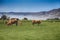 Herd of highland cows near Loch Ness