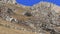 Herd of Himalayan Blue Sheep, Bharal or Naur Pseudois nayaur on a mountain range, SiChuan, in a Tibetan Area, China