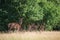 Herd of hinds