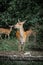 Herd of hinds standing in forest and eatting leaves.