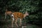 Herd of hinds standing in forest and eatting leaves.